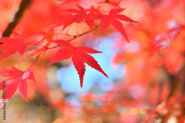 Fototapeta モミジの紅葉
