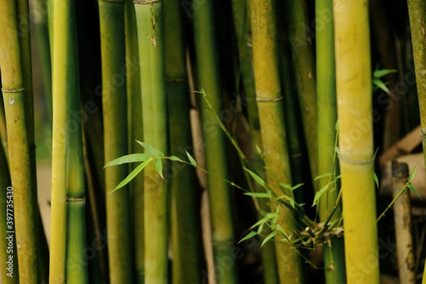 Fototapeta Solitary sprig of bamboo growing out horizontally against vertical trunks of bamboo in a bamboo groove