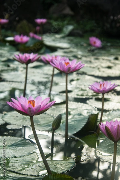 Obraz Lotuses freshly bloomed early at the break of day