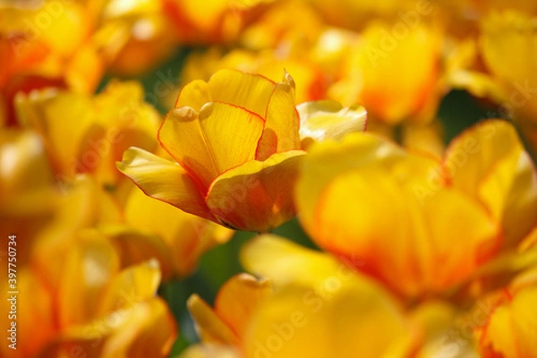 Obraz Eine wunderschöne Tulpe in einem Tulpenbeet - gelb orange - im Sonnenlicht im Closeup