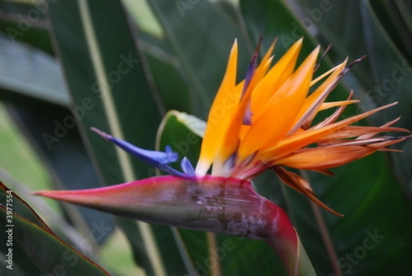 Obraz Paradiesvogelblume 1