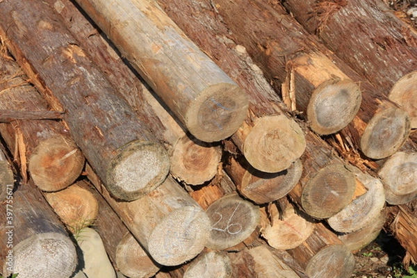 Fototapeta たくさん積まれた丸太