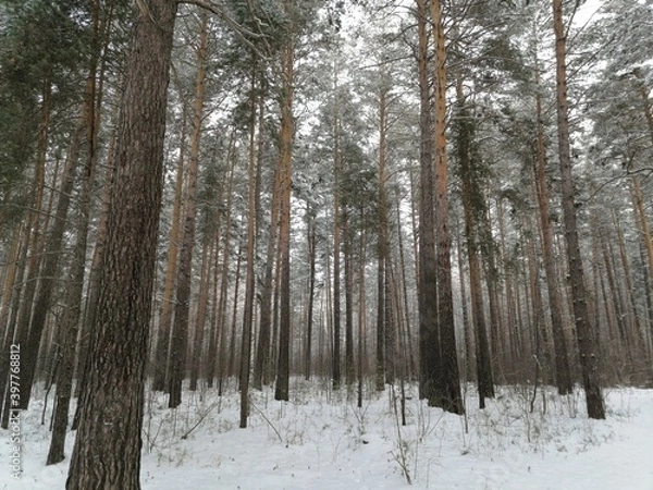 Obraz winter forest in the snow
