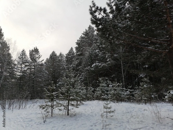 Obraz snow covered trees in winter