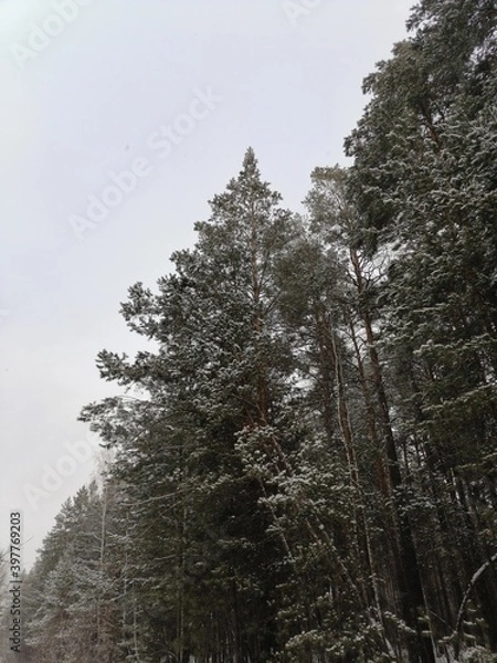Obraz snow covered trees