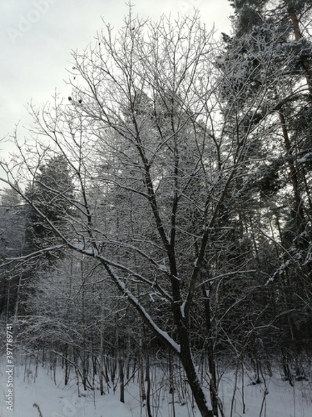 Obraz trees in the snow