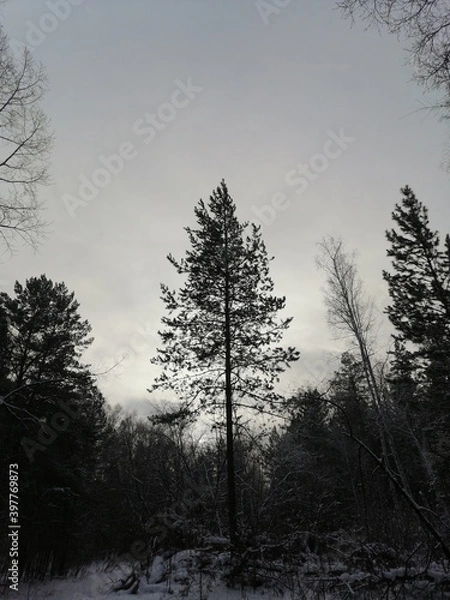 Obraz trees in winter