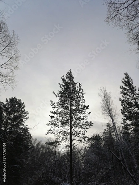 Obraz trees in winter