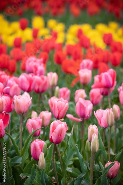 Fototapeta チューリップの花　春のイメージ