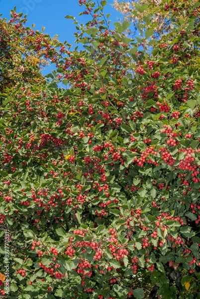 Fototapeta Hawthorn (Crataegus sp.) in park