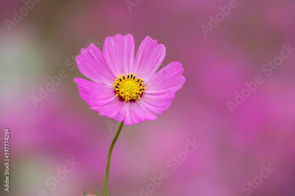 Fototapeta コスモス畑　秋のイメージ