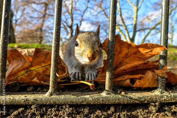 Obraz A squirrel in St James Park