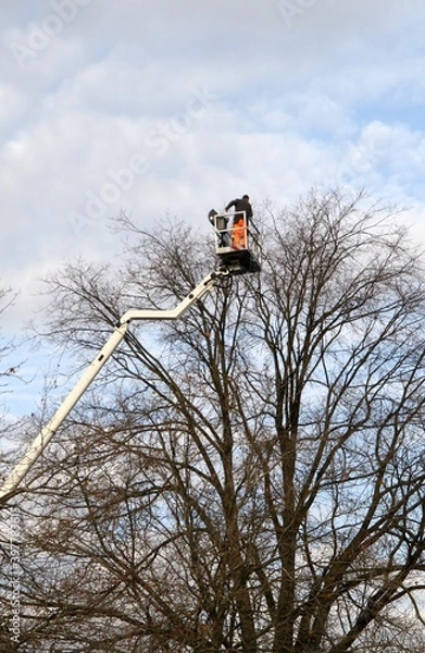 Obraz baumpfleger mit hubkran bei der arbeit