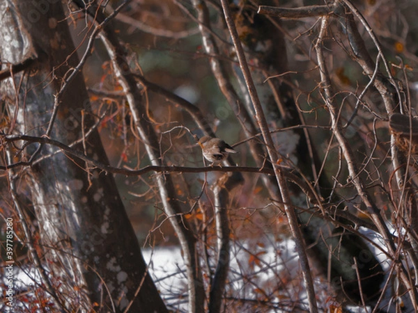 Fototapeta Rouge gorge et première neige