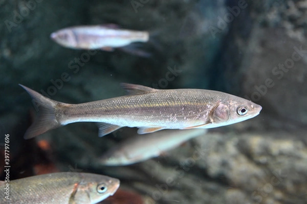 Obraz 水中を泳ぐスマートなウグイの姿