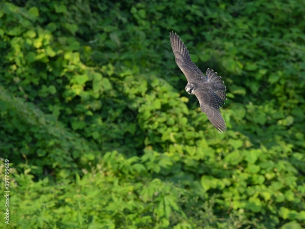 Fototapeta 緑背景の中を疾走する隼の幼鳥