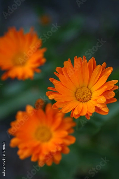 Fototapeta Ringelblumen