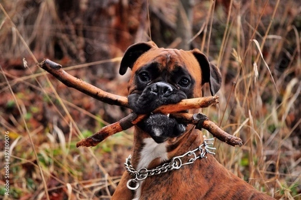 Obraz boxer dog hold a wood