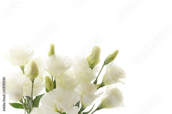 Obraz トルコキキョウ