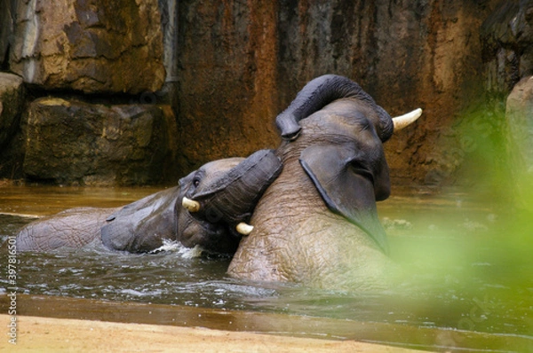 Obraz Jeu d'éléphant