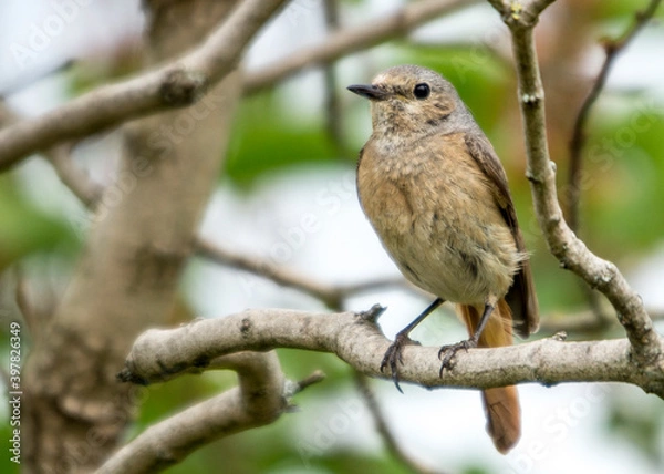 Obraz Gartenrotschwanz-weibchen