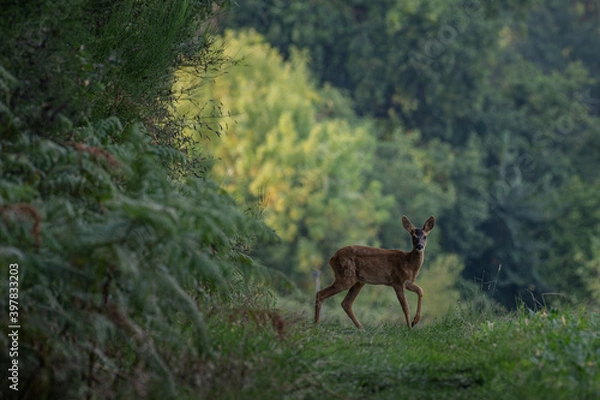 Obraz faon de chevreuil 