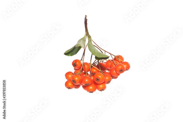 Obraz mountain ash isolated on white background