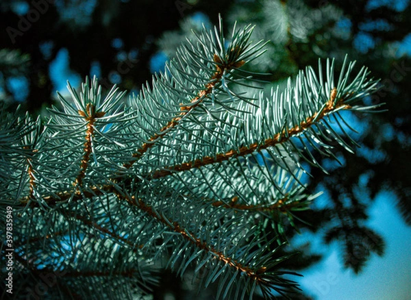 Fototapeta christmas tree branches