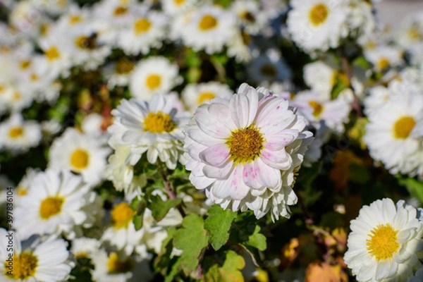Fototapeta Many vivid yellow and white Chrysanthemum x morifolium flowers in a garden in a sunny autumn day, beautiful colorful outdoor background photographed with soft focus.
