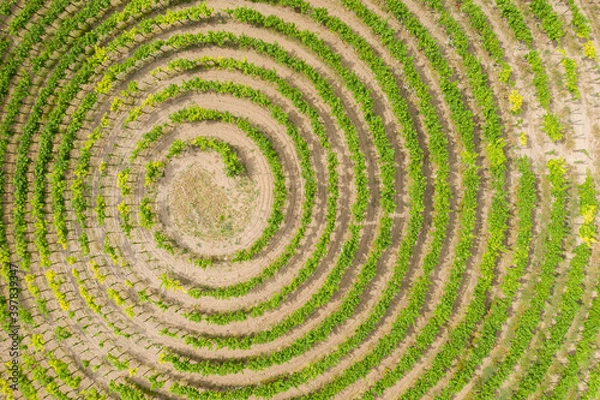 Fototapeta Top view of the snail-shaped vineyard near Zell im Zellertal / Germany
