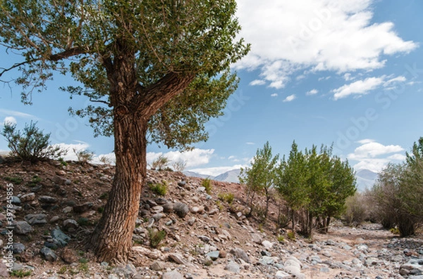 Obraz Photo of Summer Sandy Hills Landscape with Trees. Travel Mountain location of popular tourist attraction. View of beautiful nature Desert on Cloudy Sky Background
