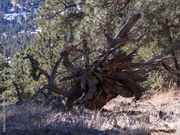 Obraz Mountain Hike In The Flatirons 
