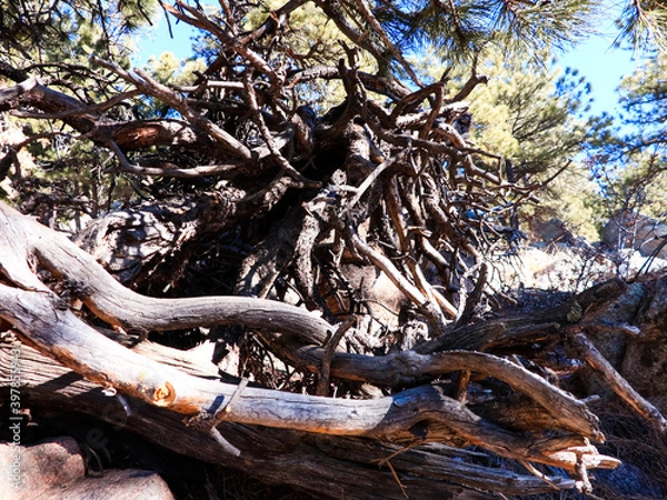 Obraz Mountain Hike In The Flatirons 