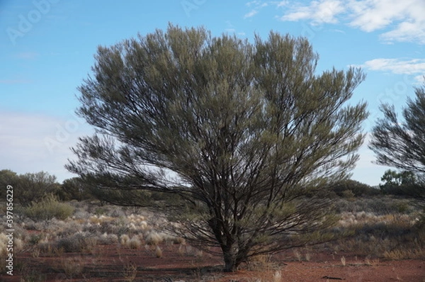 Fototapeta 砂漠の樹木　エアーズロック(ウルル) /オーストラリア