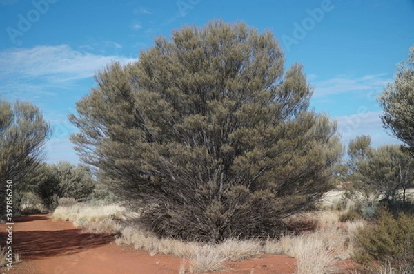 Fototapeta 砂漠の樹木　エアーズロック(ウルル) /オーストラリア