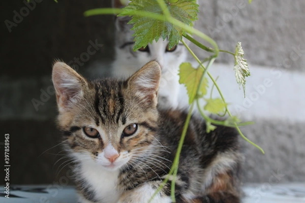 Obraz cat on the grass
