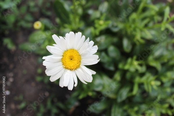 Obraz white daisy flower