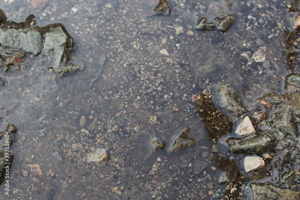 Obraz fish on the sand