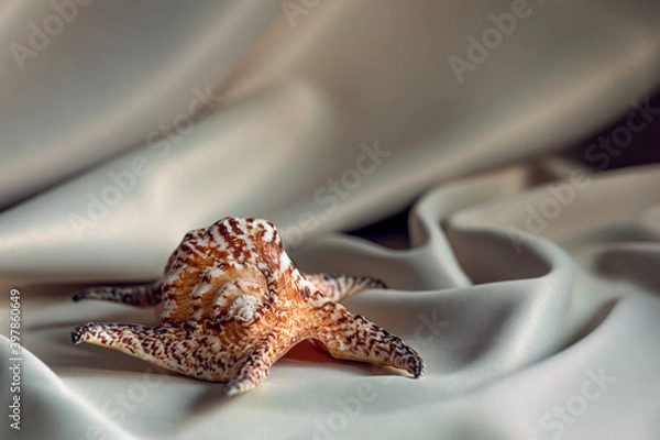 Fototapeta sea shell on draped silk fabric. champagne colors. copy space. selective focus.