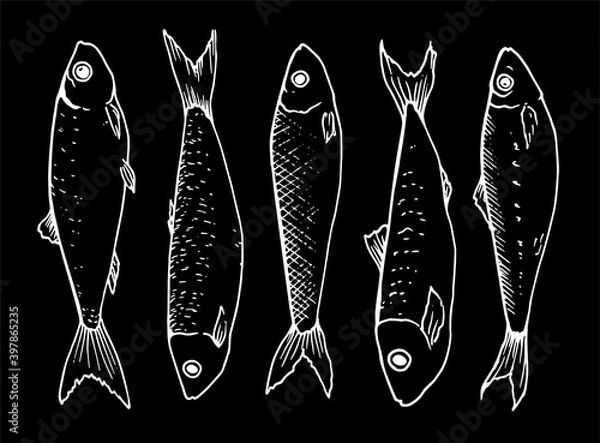 Fototapeta vector graphic collection of small sprat fish drawn in the style of linear art. The seafood menu includes sardines and sprats. Sea and ocean small fish white outline isolated on black background