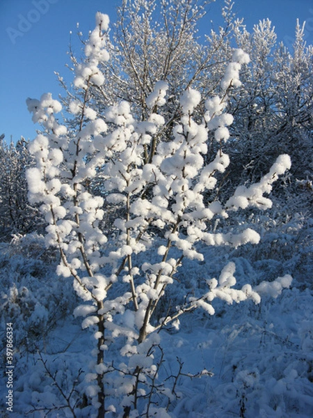 Fototapeta trees in the snow in winter