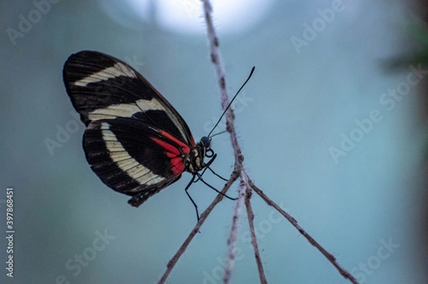 Obraz butterfly on a branch