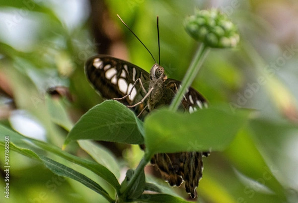 Obraz butterfly on leaf