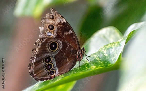 Obraz butterfly on leaf