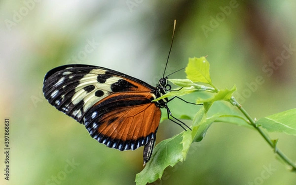 Obraz butterfly on leaf