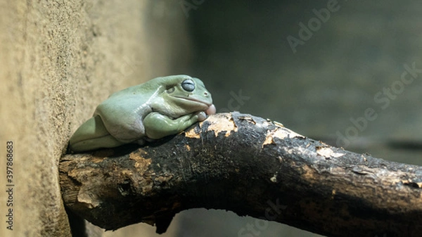 Obraz frog on a tree branch