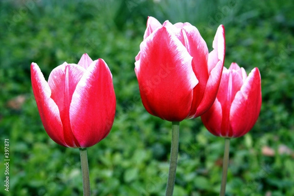 Obraz spring
