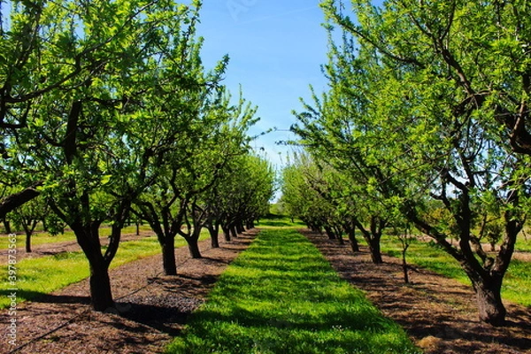 Fototapeta Orchard in the spring before almond blossoms. Between two rows of almond trees. Professional conventional almond orchard.