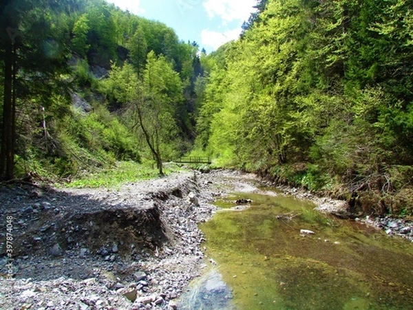 Fototapeta Stream next to a deciduous, temperate forest