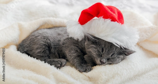 Obraz Christmas gray british cat portrait. Kitten in santa claus hat sleeping on soft fluffy white plaid. New Year gray kitten cat sleeping. Cozy cat sleep dream. Long web banner